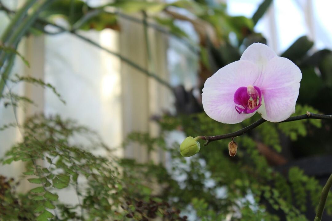 flower, petal, freshness, fragility, flower head, growth, focus on foreground, pink color, close-up, beauty in nature, blooming, plant, nature, stem, in bloom, bud, blossom, leaf, day, selective focus