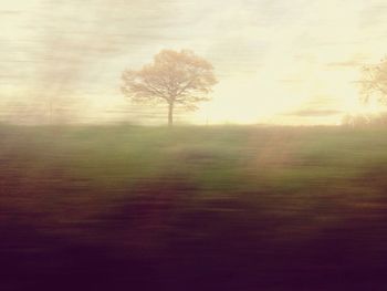 Trees on field against sky at sunset