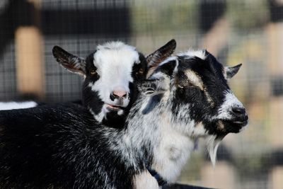 Close-up of a goat