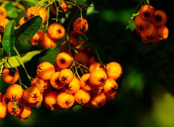 Close-up of fruits on tree