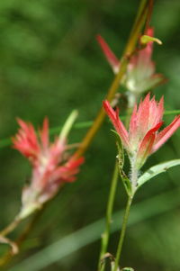 Close-up of pink flowers