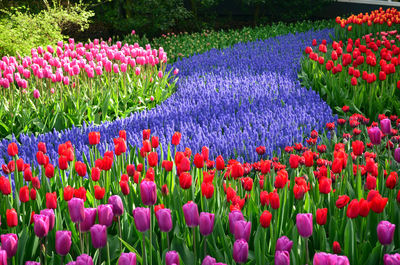 A beautiful flower bed of tulips and hyacinths in keukenhof garden