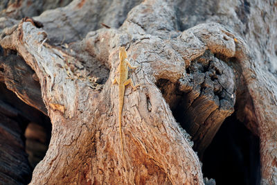 Close-up of tree trunk