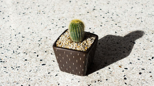 High angle view of potted cactus plant