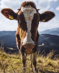 Portrait of cow on field