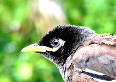 Close-up of a bird