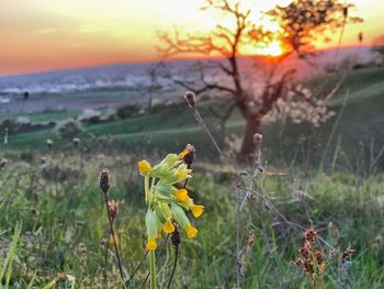 Close-up of yellow flowering plants on land during sunset