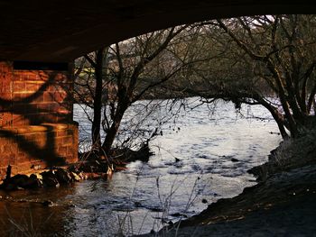 River amidst trees