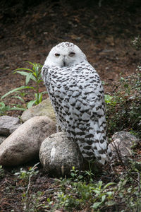 Close-up of a bird on rock