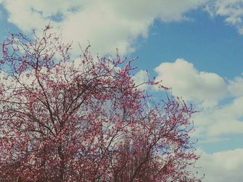 Low angle view of trees against sky