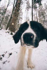 Close-up of dog on snow field