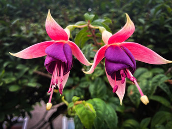 Close-up of pink flowering plant