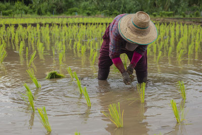 Asian peasant woman planting rice.