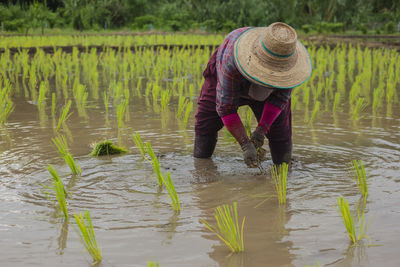Rear view of woman in rice paddy
