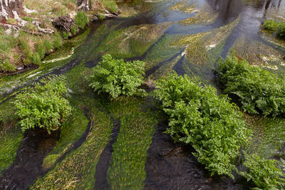 High angle view of stream amidst trees in forest