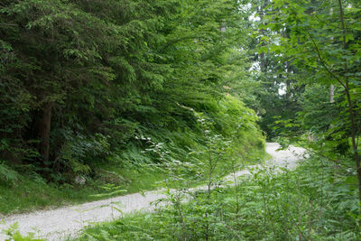 Trees growing in forest