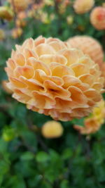 Close-up of flower blooming outdoors