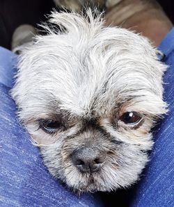 Close-up portrait of a dog