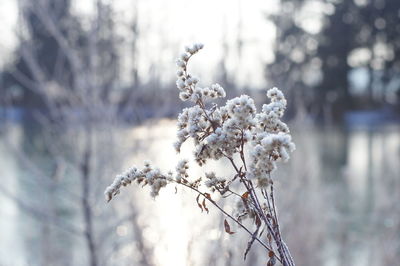 Close-up of snow on plant