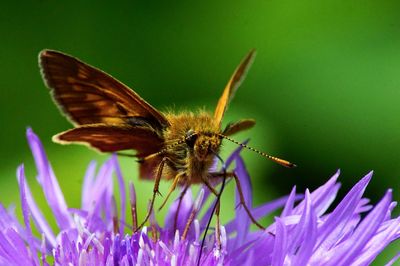 Close-up of butterfly pollinating on purple flower