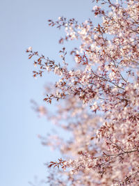 Low angle view of cherry blossoms against sky