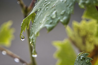 Grape leaves with raindrops 