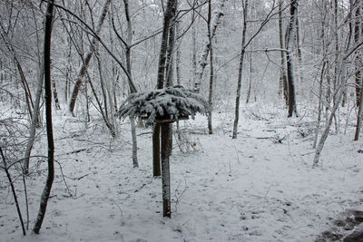 Bare trees on snow covered field in forest