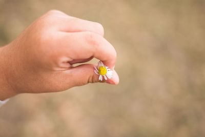 Close-up of hand holding red flower