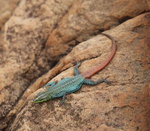 Close-up of lizard on rock