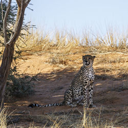 Cheetah walking on field