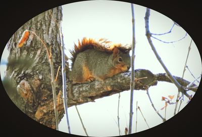 Close-up of squirrel on tree