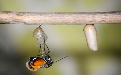 Close-up of butterfly on cocoon