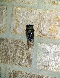 Close-up of housefly on wall