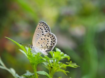 butterfly - insect