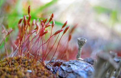Close-up of flower buds growing outdoors