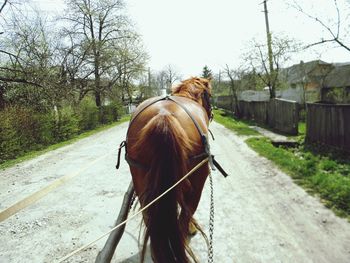 Horse walking on road