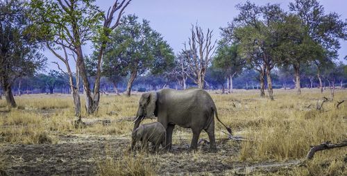 Elephant with her baby in the field