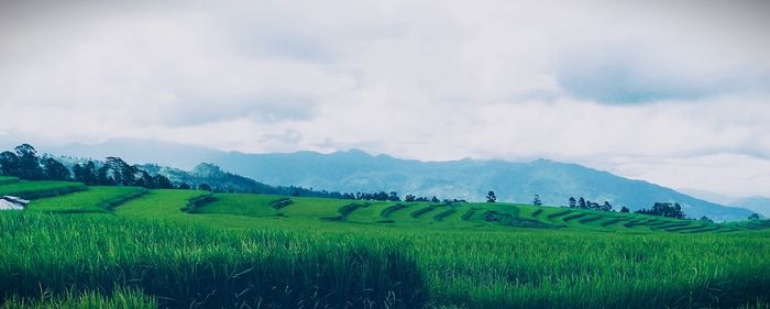 Scenic view of agricultural field against sky
