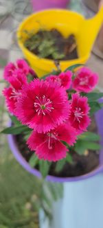 Close-up of pink flower in pot