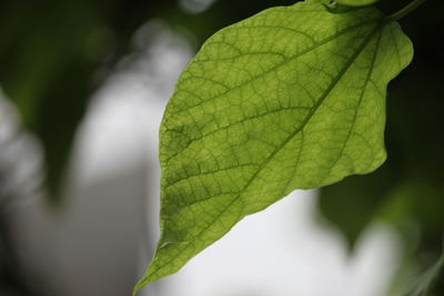 Close-up of leaf