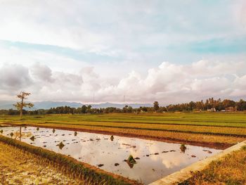 Scenic view of agricultural field against sky