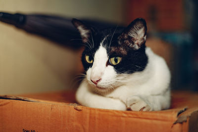 pet