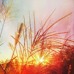 Close-up of plants against sky during sunset