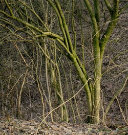 Trees in forest