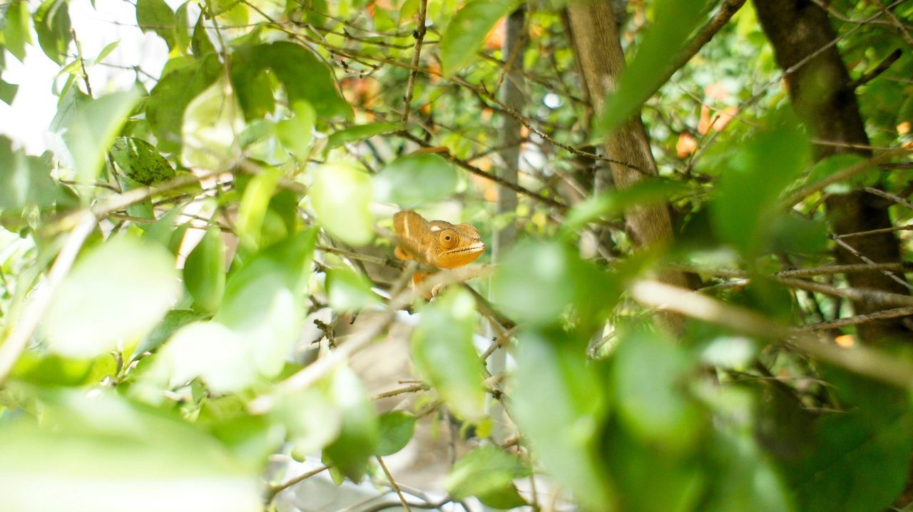 animal themes, animals in the wild, one animal, wildlife, growth, branch, tree, leaf, nature, plant, green color, insect, perching, close-up, focus on foreground, bird, selective focus, beauty in nature, day, outdoors