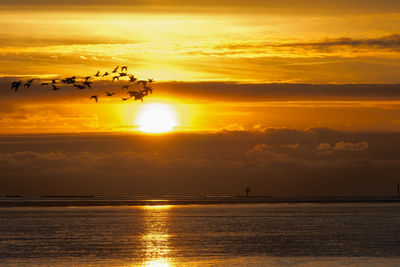 Silhouette birds flying over sea against orange sky