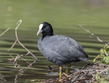 Close-up of bird perching on a lake