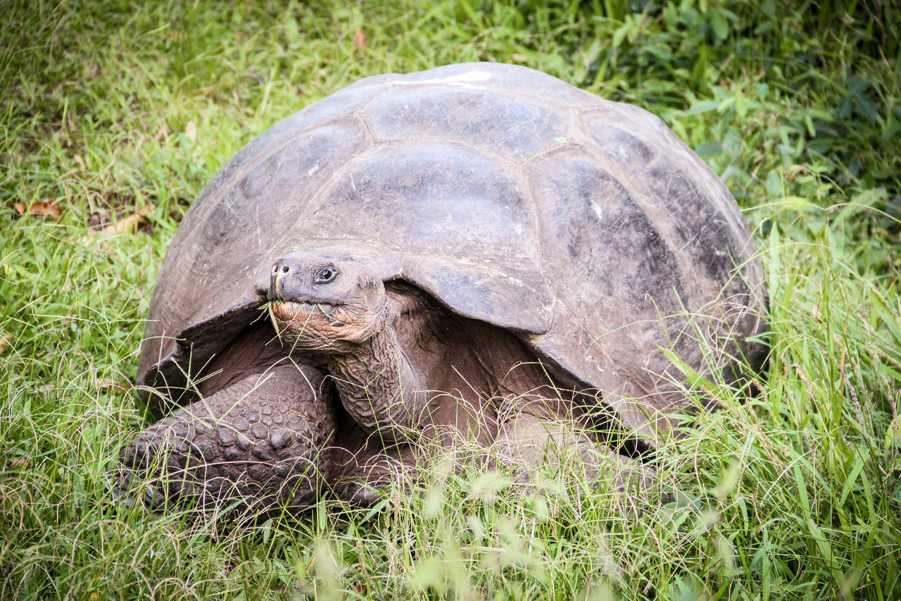 PORTRAIT OF TORTOISE