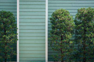 Plants growing outside building