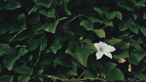 High angle view of flowering plant on field